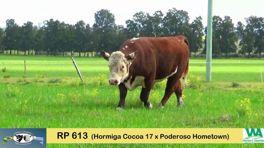 Lote TOROS HEREFORD