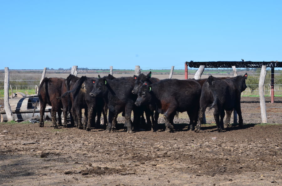 Lote VAQUILLONAS GENERALES PARA SERVICIO DE SERVIS S.A.