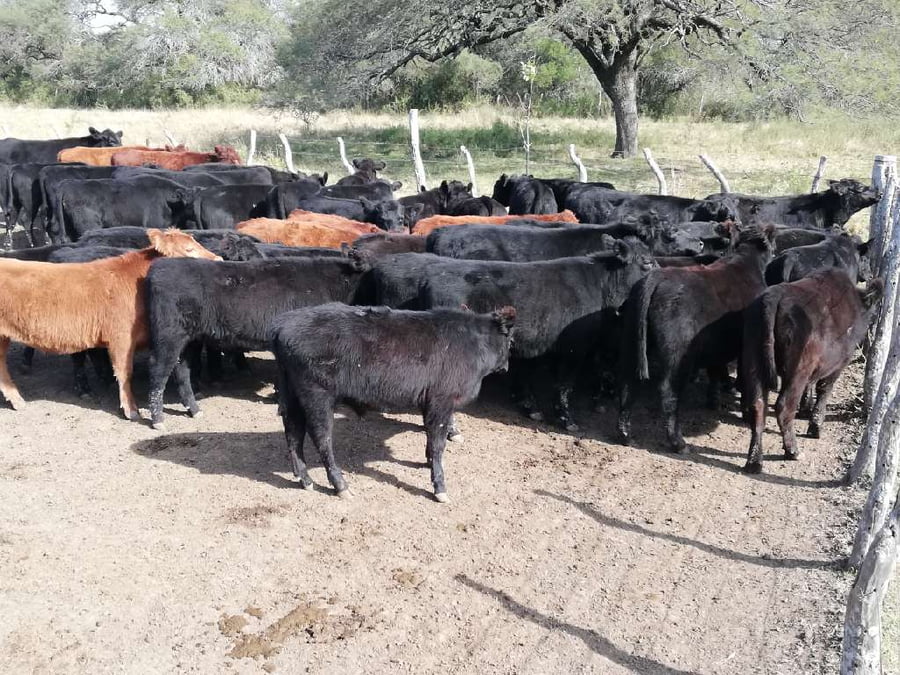 Lote 70 Terneros en Federal, Entre Ríos