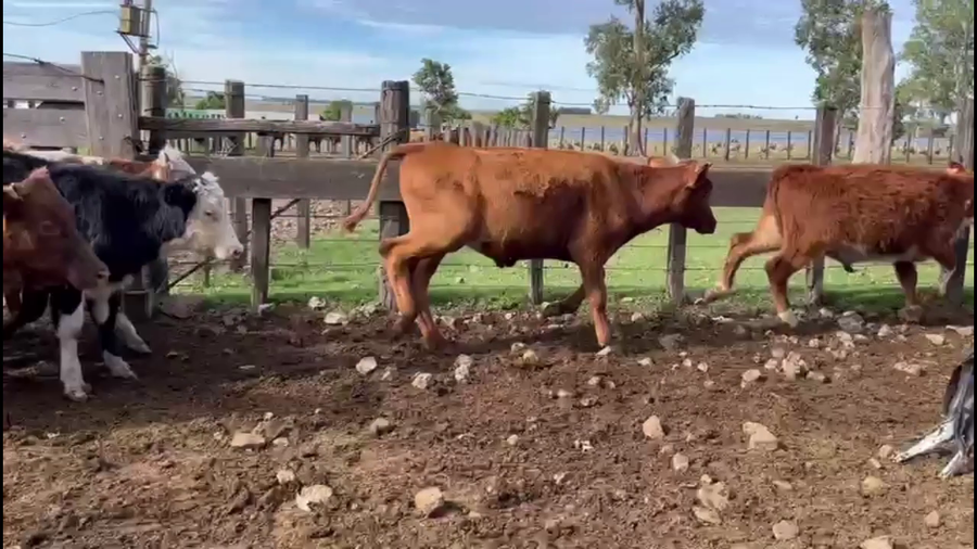 Lote NOVILLOS 1-2 AÑOS