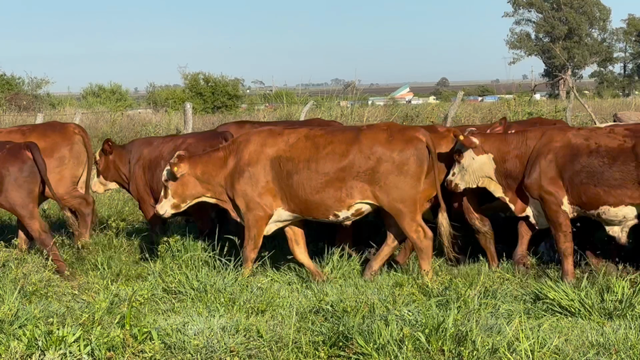 Lote 79 Novillitos