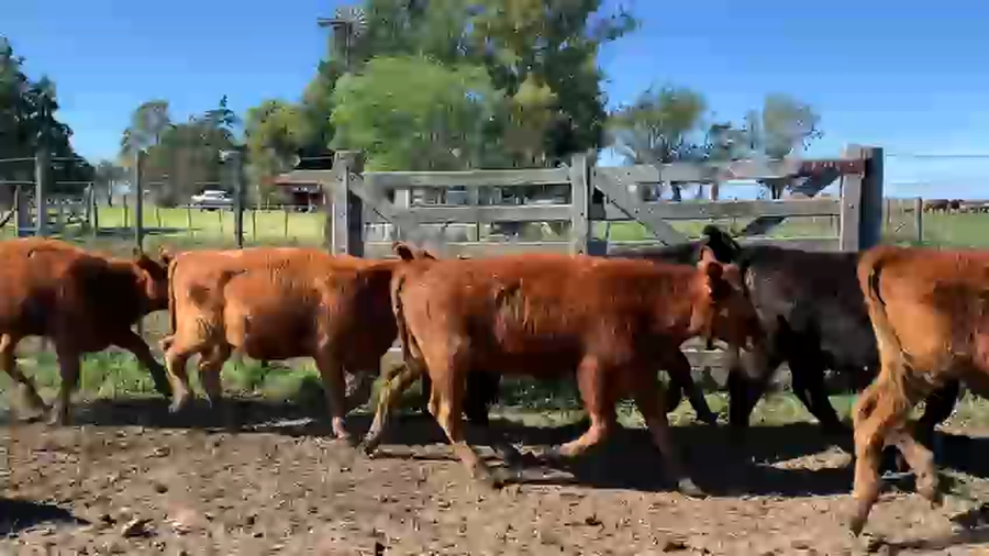 Lote 70 Terneros en Azul