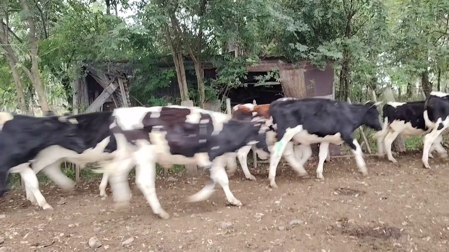 Lote NOVILLOS HOLANDO