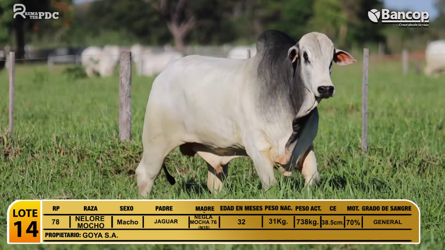 Lote Toros NELORE MOCHO a remate en Jueves 29 de mayo- Remates PDC, Amambay