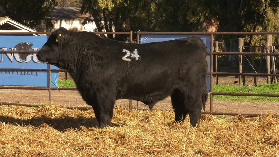 Lote TOROS ANGUS NEGROS PC