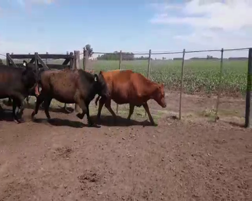 Lote 46 Vaquillonas Angus Negras y Coloradas  Preñadas, en Las Flores, PBA.-<