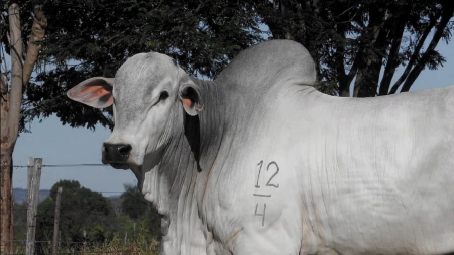 Lote LOTE 61
