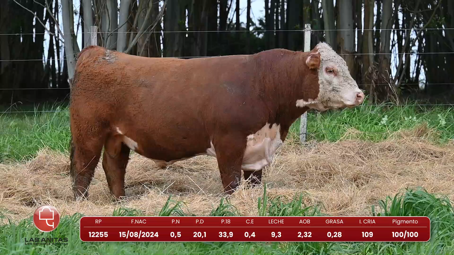 Lote Lote 19