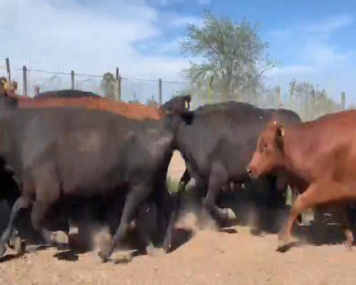 Lote 38 Vacas usadas preñadas en Bolívar, Buenos Aires
