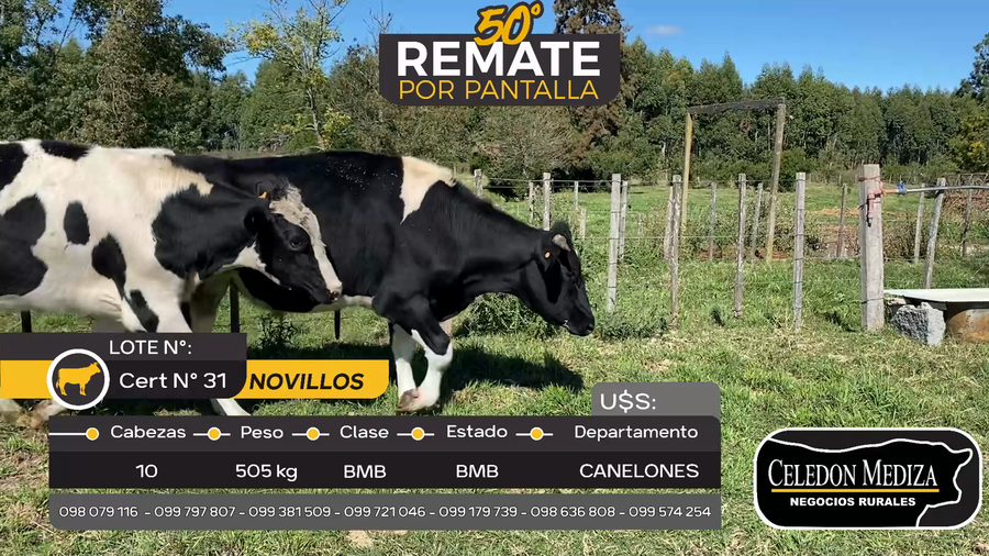 Lote 10 Novillos en Canelones