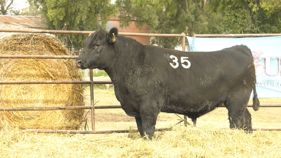 Lote TOROS ANGUS NEGROS  PC