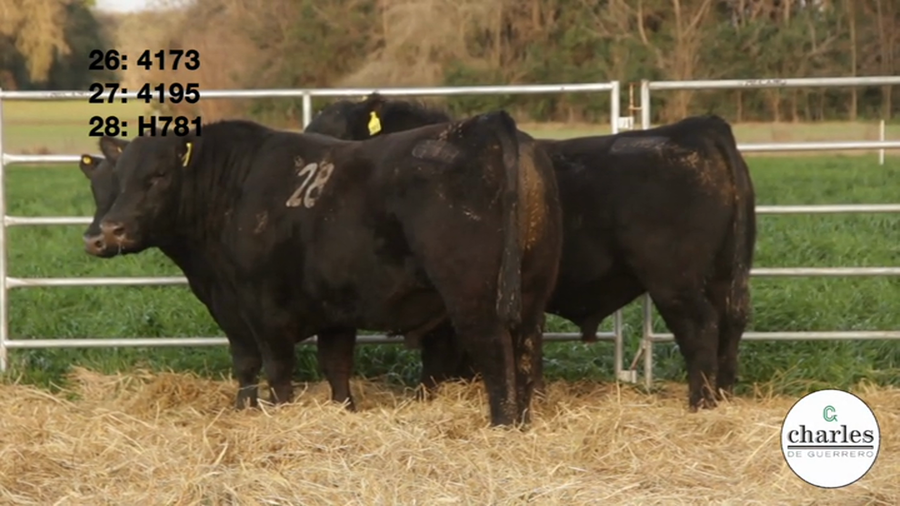 Lote TOROS PUROS CONTROLADOS