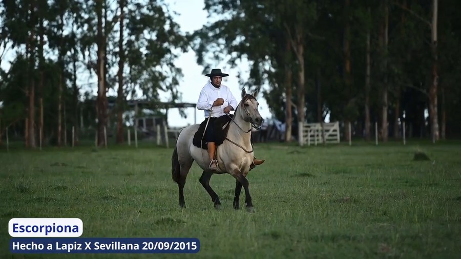 Lote Escorpiona