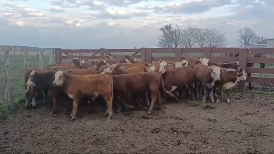 Lote 33 Terneros/as en San Salvador, Entre Ríos