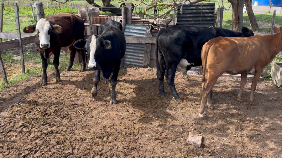 Lote 4 Novillitos y vaquillonas