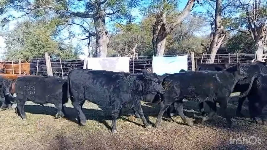 Lote 36 Terneros/as