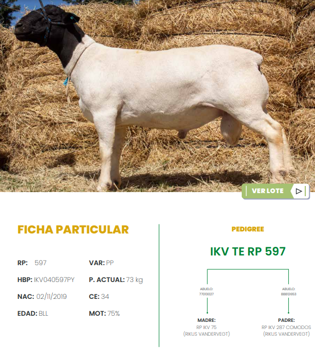 Lote LOTE 24