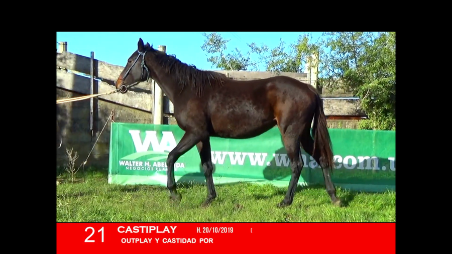 Lote CASTIPLAY