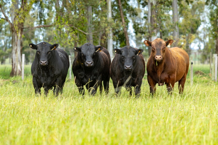 Lote Lote 7  Toros Pi 2 Años