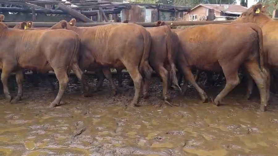 Lote 32 Vaquilla Engorda