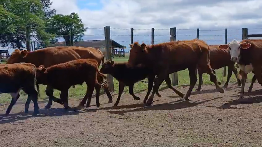 Lote 100 Vacas nuevas C/ cria