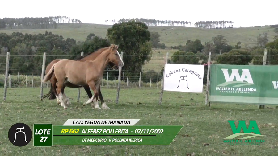 Lote ALFEREZ POLLERITA