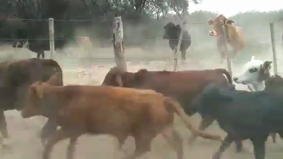 Lote 100 Terneros en Suncho Corral, Santiago del Estero