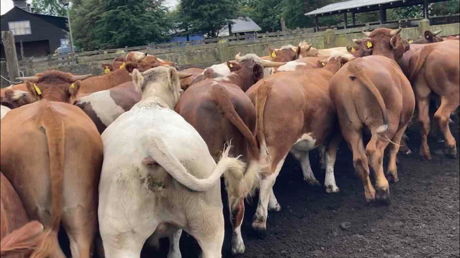 Lote 50 Novillo Engorda en  Río Bueno, XIV Región Los Ríos