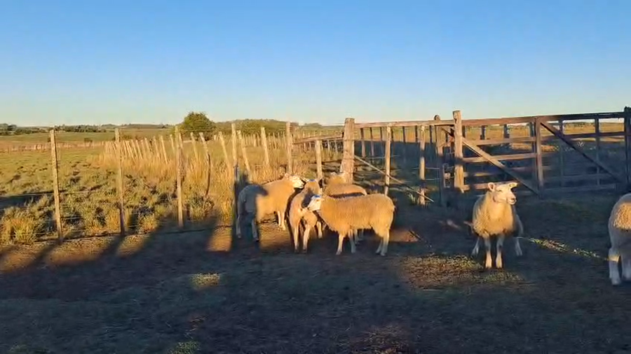 Lote 9 Corderos a remate en Pantalla Camy - Aniversario 31 Años, San José