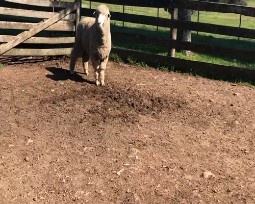 Lote 1 Borregos Planteleros en Cerro Largo, Cerro Largo