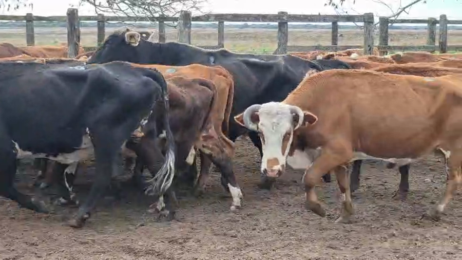 Lote 35 Vacas de invernar