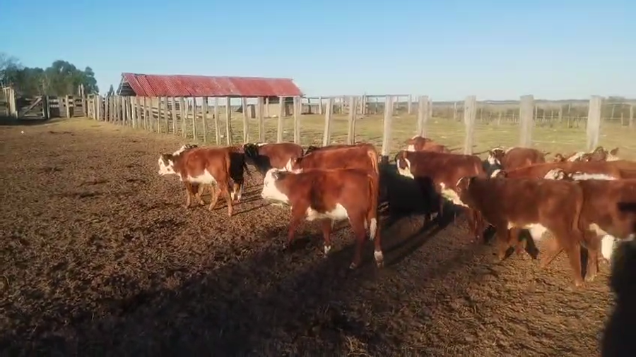 Lote 50 Terneros/as en Corrientes, Juan Pujol