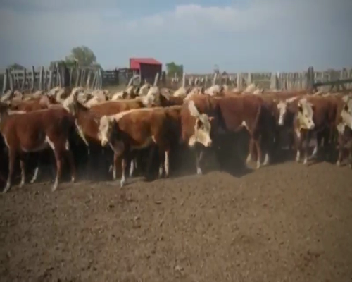 Lote 75 Terneras en Federal, Entre Ríos