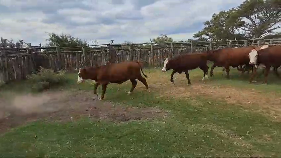 Lote (Vendido)49 Vaquillonas a remate en Televisado desde Corrientes 215kg - , Entre Ríos