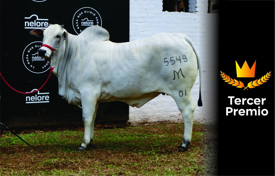 Lote Nelore a Bozal Expo Internacional 2022 RP 5549- Lote 7