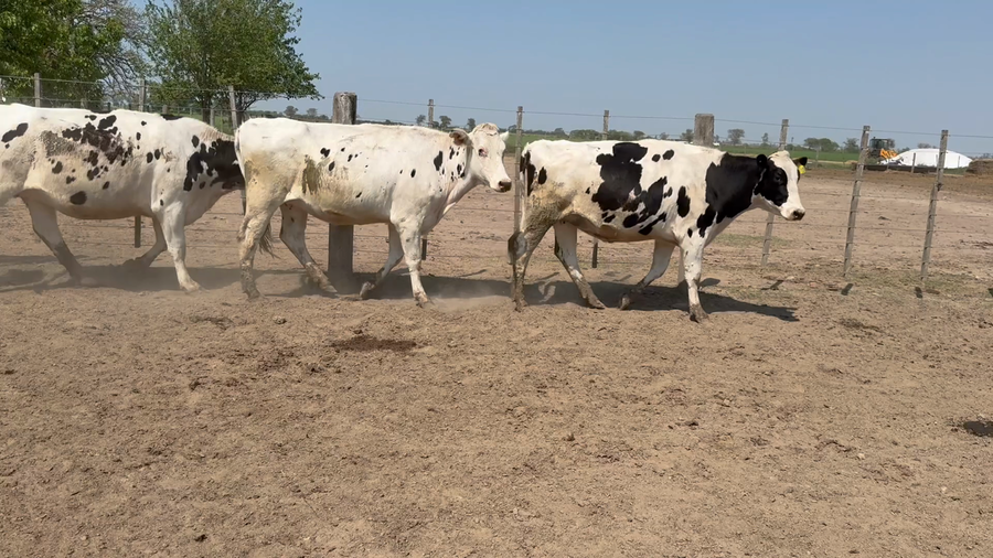 Lote 10 Vaquillonas Holando Preñadas en Col. Tacurales, Santa Fe