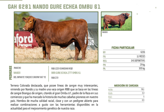 Lote LOTE 68