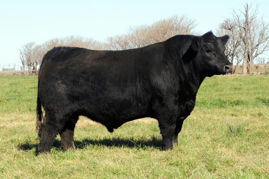 Lote Toros PP Destacados