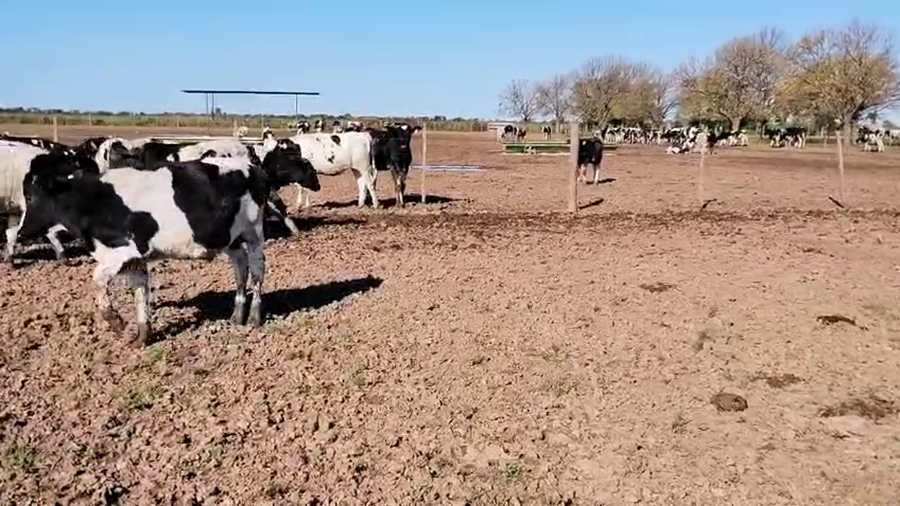 Lote 35 Novillitos Holando Argentina en Col. Valtelina, Córdoba
