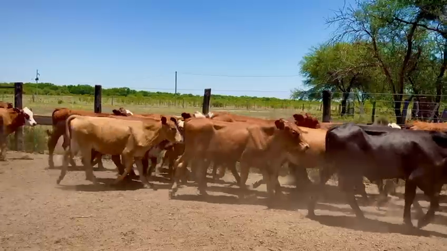 Lote 96 Terneros/as en Chaco, Tres Isletas
