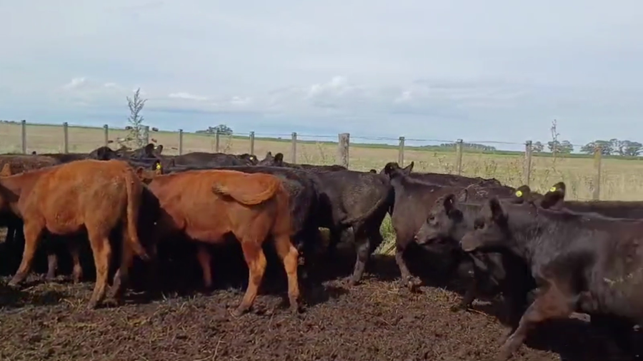 Lote 62 TERNS. MACHOS Y HEMBRAS, AZUL, BS. AS.