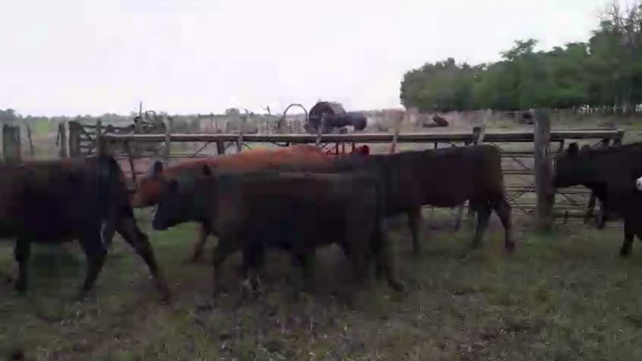 Lote 37 TERNS. MACHOS Y HEMBRAS, TANDIL, PCIA. BS. AS.