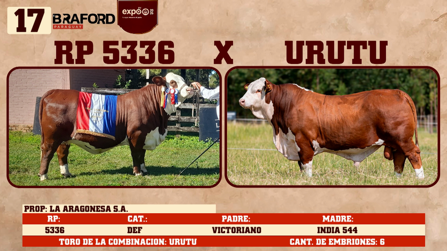 Lote LOTE 17