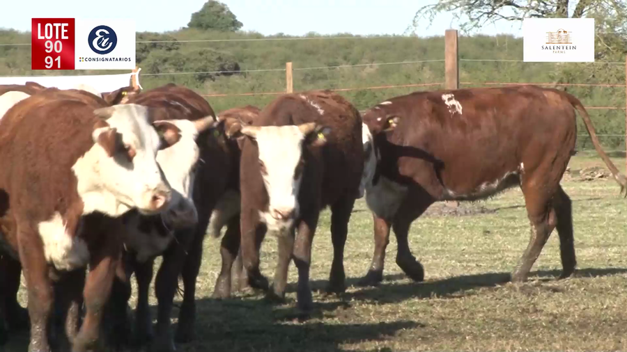 Lote Vaquillas Braford Generales para Servicio