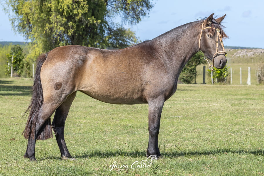 Lote Guasca De Los Recuerdos