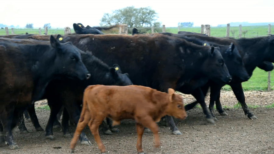 Lote Vaquillonas Puras Controladas preñadas al parir