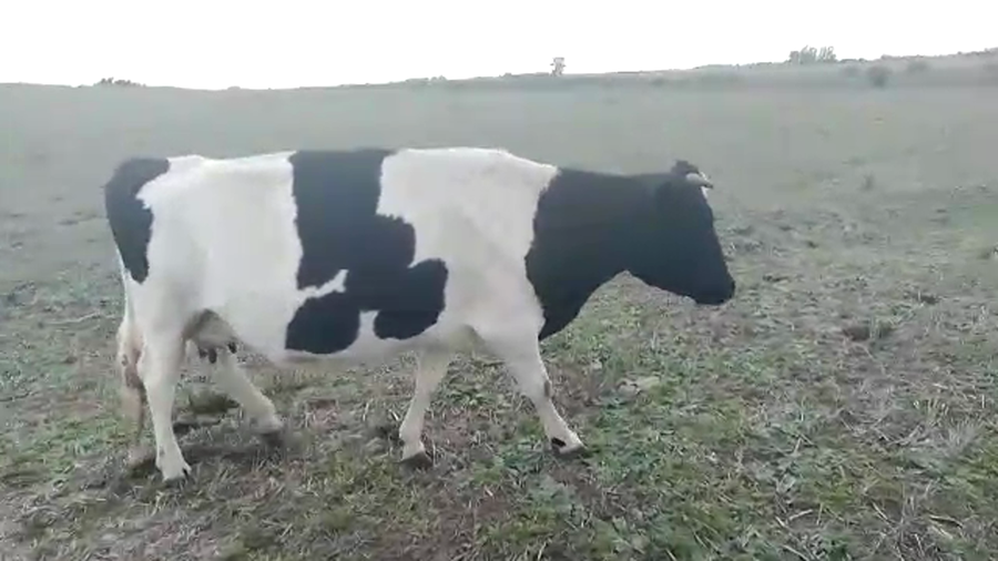 Lote 1 vaca holando
