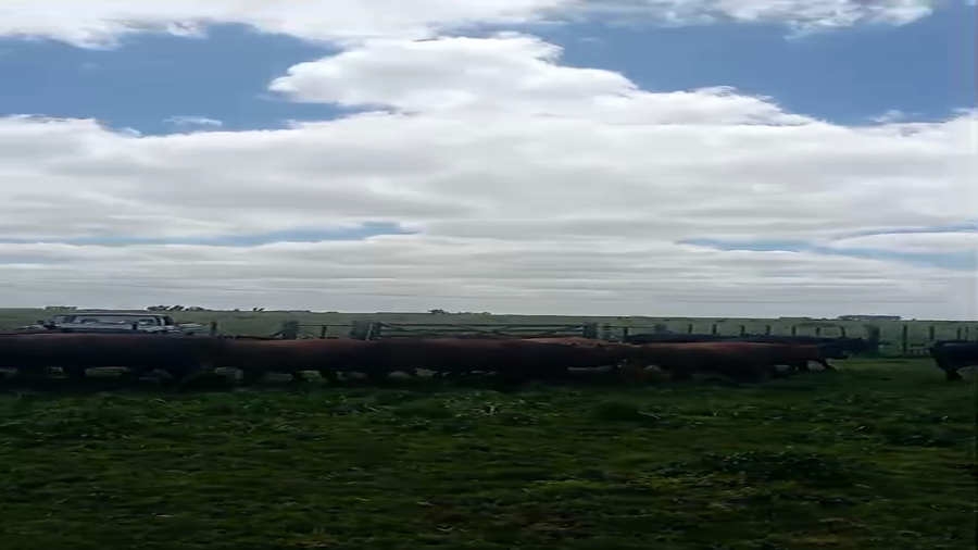 Lote 70 Terneros A TÉRMINO en Tres Arroyos