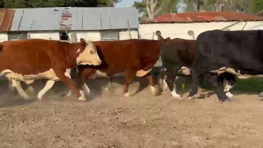 Lote 11 Vacas faena en Corrientes, Curuzú-Cuatiá