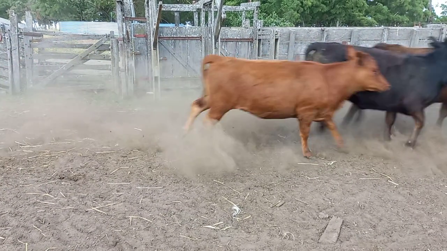 Lote 11 Vaquillonas en Daireaux, Buenos Aires